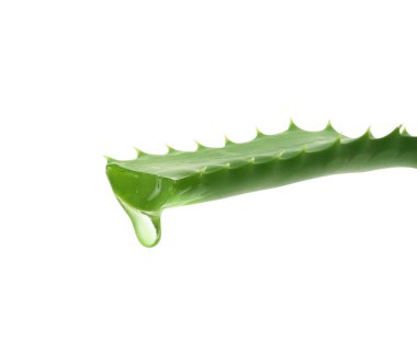 Beyaz zemin üzerinde su damlası olan bir yaprak aloe bitkisi