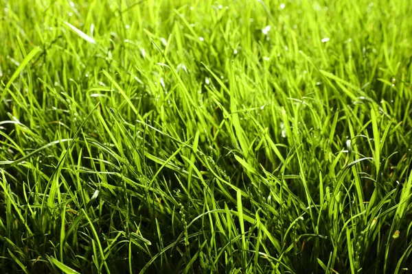 Hermosa Hierba Verde Exuberante Como Fondo Primer Plano —  Fotos de Stock