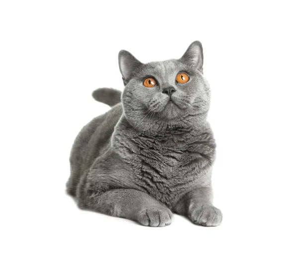 Adorable Grey British Shorthair Cat White Background — Stock Photo, Image