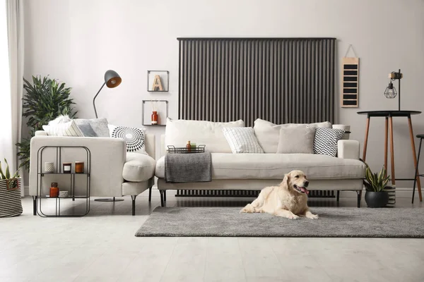 Adorable Golden Retriever dog in living room