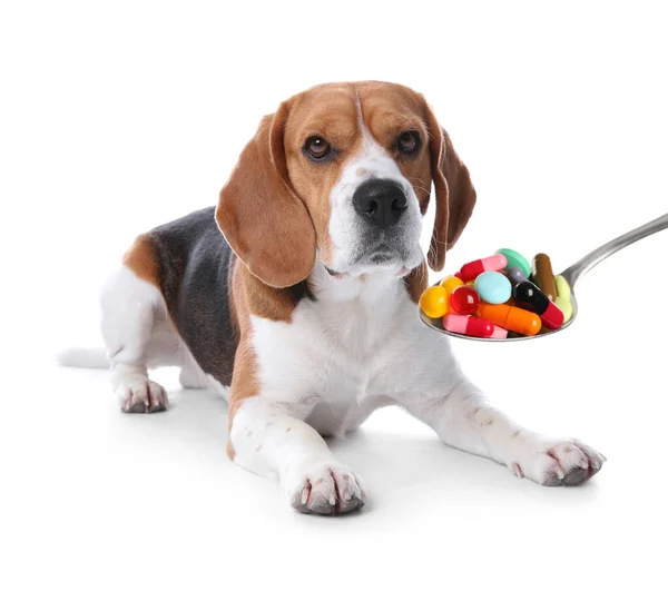 Beagle Hond Lepel Vol Met Verschillende Pillen Witte Achtergrond Vitaminen — Stockfoto