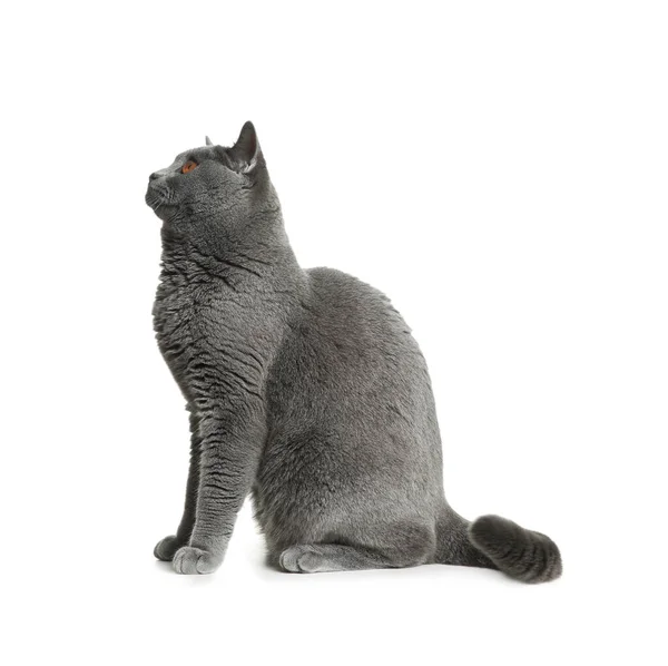 Adorable Grey British Shorthair Cat White Background Stock Image
