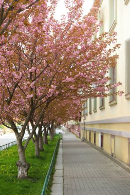 Bahar günü açık havada çiçek açan güzel sakura ağaçları