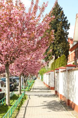 Bahar günü açık havada çiçek açan güzel sakura ağaçları