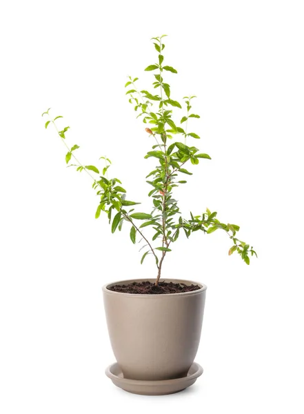 Plante Grenade Avec Des Feuilles Vertes Pot Sur Fond Blanc — Photo