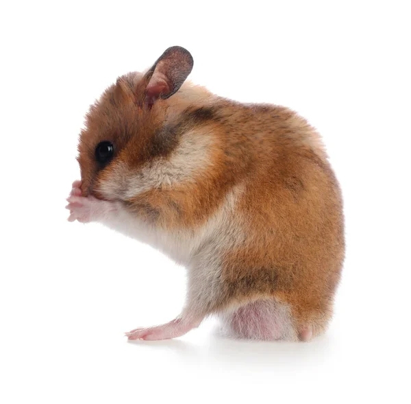 Schattige Hamster Witte Achtergrond Heerlijk Huisdier — Stockfoto