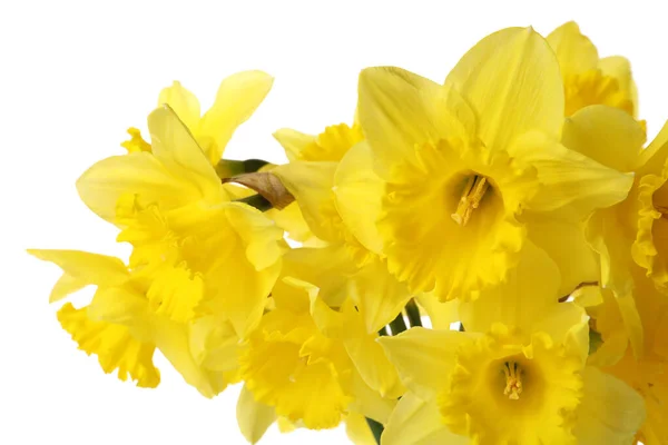 Vackra Påskliljor Vit Bakgrund Närbild Färska Vårblommor — Stockfoto