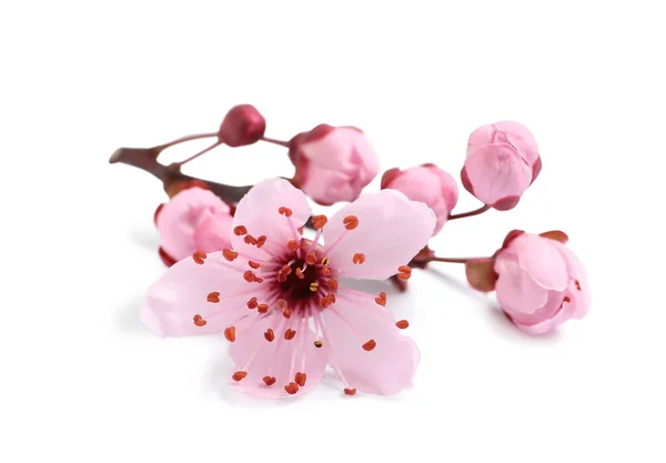 Schöne Rosa Sakura Baum Blüht Isoliert Auf Weiß — Stockfoto