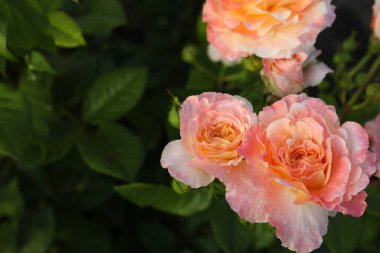 Çalılıklarda açan güzel mercan gülleri, yakın plan. Metin için boşluk