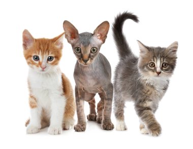 Beyaz arka planda bir grup şirin kedi yavrusu