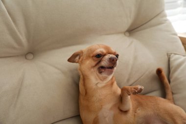 Kapalı alandaki kanepede saldırgan küçük bir Chihuahua köpeği.