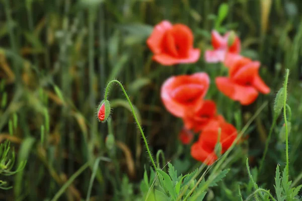 Bud Flor Semente Papoula Campo Close — Fotografia de Stock