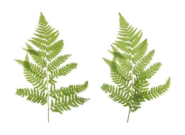 Beautiful Fern Leaves White Background Collage — Stock Photo, Image