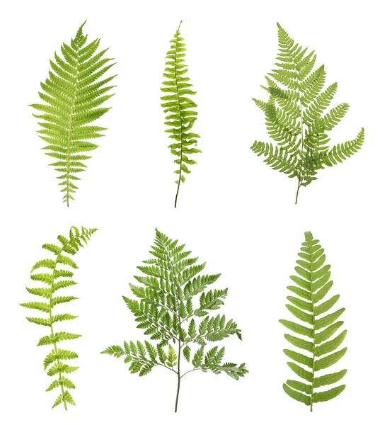 Set Beautiful Fern Leaves White Background — Stock Photo, Image