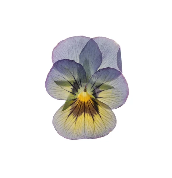Wilde Getrocknete Wiesenblume Auf Weißem Hintergrund Draufsicht — Stockfoto