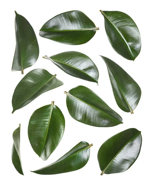 Όμορφα Φρέσκα Πράσινα Φύλλα Λευκό Φόντο Κολάζ — Φωτογραφία Αρχείου