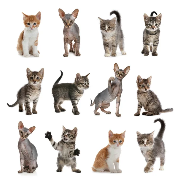 Different Adorable Kittens White Background Collage Stock Photo