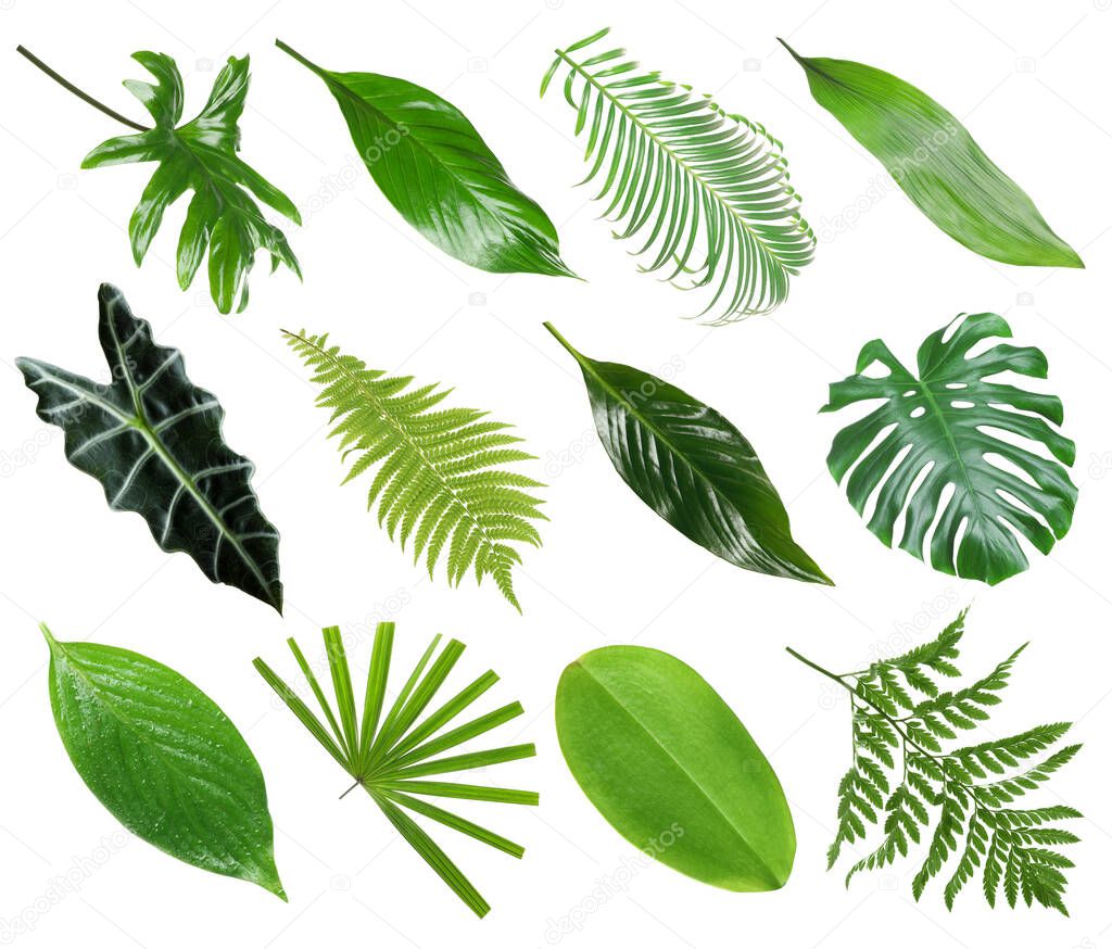 Set with beautiful fern and other tropical leaves on white background 