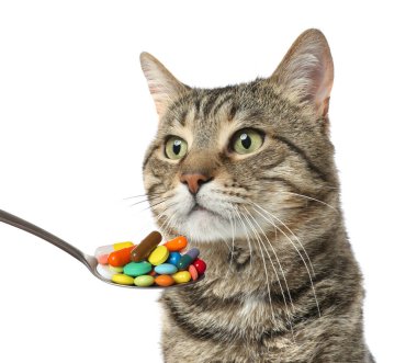 Beyaz arka planda şirin tekir kedi ve bir kaşık dolusu farklı hap. Hayvan için vitaminler 