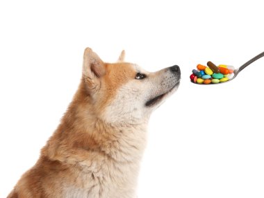 Şirin Akita Inu köpeği ve beyaz arka planda farklı haplarla dolu bir kaşık. Hayvan için vitaminler 