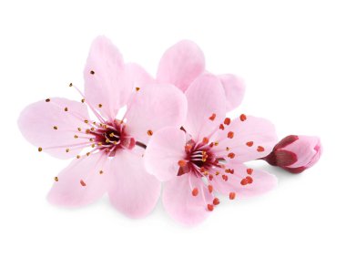 Güzel pembe sakura ağacı çiçekleri beyazda izole edilmiş.