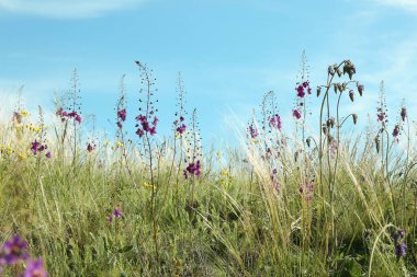 Güneşli bir günde çayırlarda yetişen güzel çiçekler.
