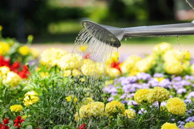 Güzel çiçek tarhını açık havada sulamak.