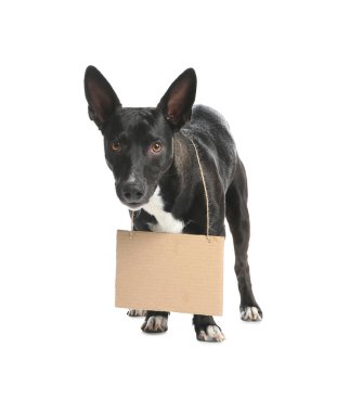 Beyaz arka planda boş karton işareti olan sevimli siyah köpek. Evsiz hayvan