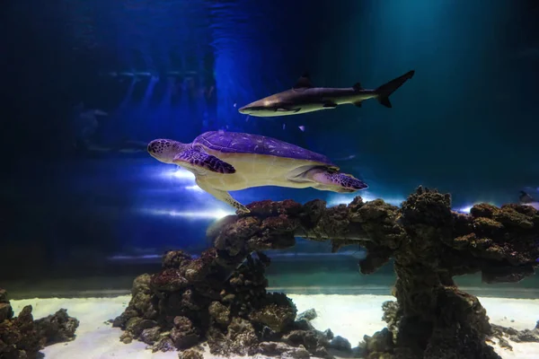 Beautiful Turtle Shark Swimming Clear Aquarium — Fotografia de Stock
