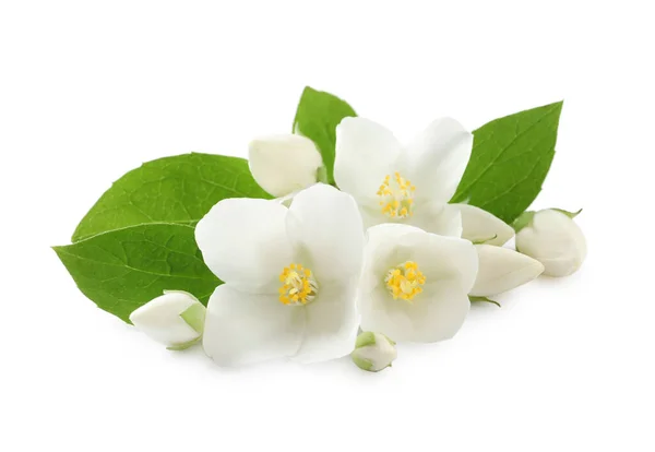 Piękne Kwiaty Rośliny Jaśminu Liśćmi Białym Tle — Zdjęcie stockowe
