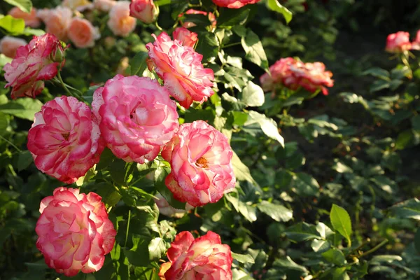 Schöne Blühende Rosa Rosen Auf Sträuchern Freien Raum Für Text — Stockfoto