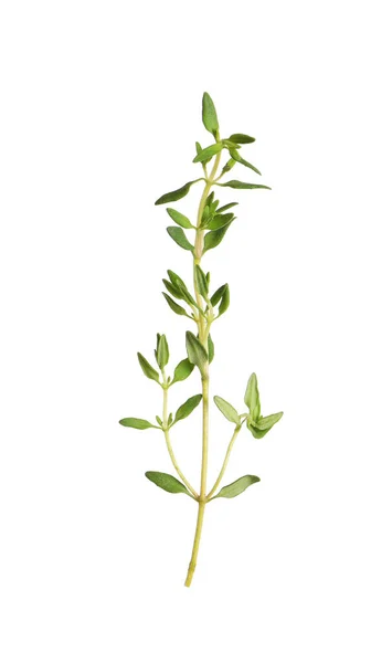 Aromatic Thyme Sprig White Background Fresh Herb — Stock Photo, Image