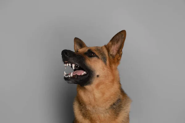 Aggressive German Shepherd Dog Grey Background — Stock Photo, Image