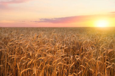 Tarlada yetişen altın olgunlaşmış buğday başakları