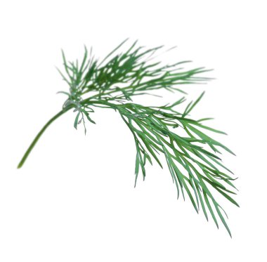 Taze dereotunun karışımı beyazda izole edilmiş.