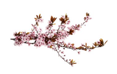 Beyaz üzerinde güzel pembe çiçekleri olan kiraz ağacı dalı