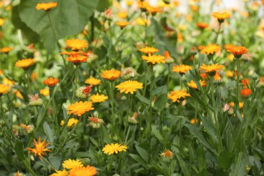 Tarlada çiçek açan bir sürü güzel takvim.