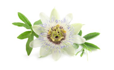 Beautiful blossom of Passiflora plant (passion fruit) with green leaves on white background clipart