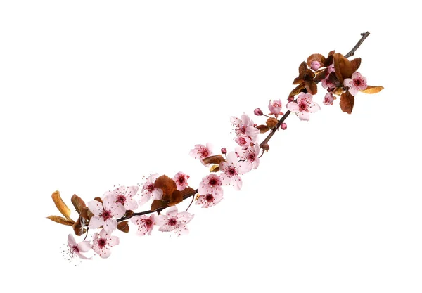 Körsbärsträd Gren Med Vackra Rosa Blommor Isolerade Vitt — Stockfoto