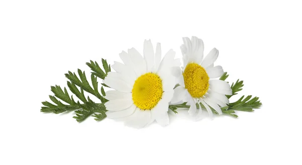 Krásné Heřmánku Květiny Zelenými Listy Bílém Pozadí — Stock fotografie