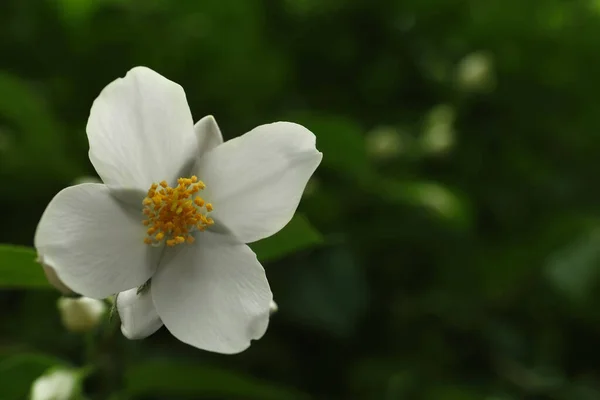 Vista Perto Bela Flor Jasmim Livre Espaço Para Texto — Fotografia de Stock