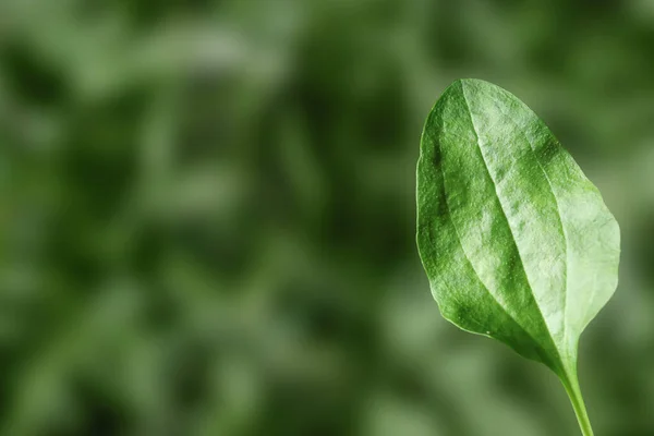 Folha Bananeira Folha Larga Verde Livre Espaço Para Texto Ervas — Fotografia de Stock