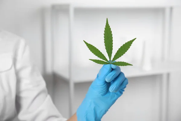 Vetenskapsman Med Hampa Kontoret Närbild Medicinsk Cannabis — Stockfoto