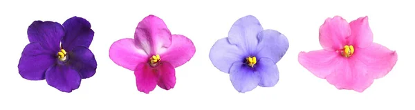 Conjunto Com Belas Flores Violetas Sobre Fundo Branco Design Banner — Fotografia de Stock