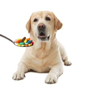 Labrador retriever and spoon full of different pills on white background. Vitamins for animal 