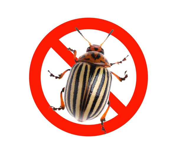 Colorado Potato Beetle Red Prohibition Sign White Background Top View — Foto de Stock