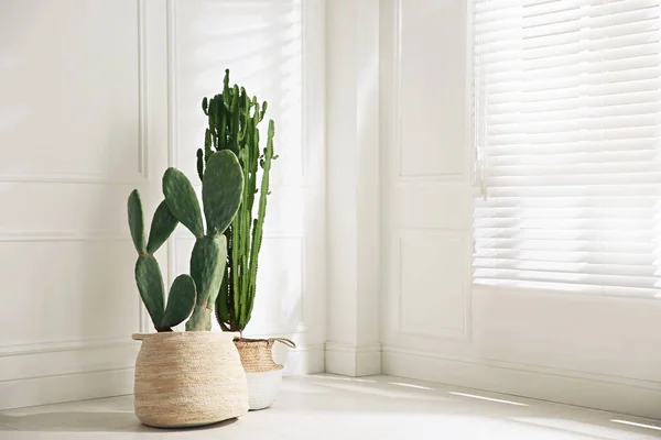 美しい鉢植えのサボテンとスタイリッシュな部屋 テキストのためのスペース インテリアデザイン — ストック写真