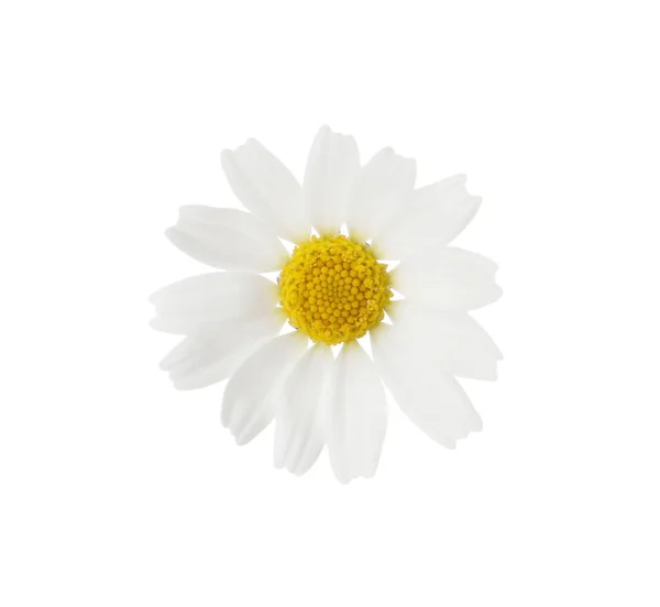 One Beautiful Chamomile Flower White Background — Stock Photo, Image