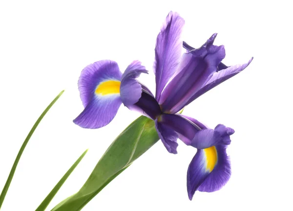 Schöne Iris Isoliert Auf Weiß Frühlingsblume — Stockfoto