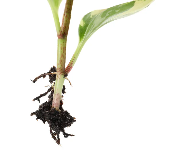 Root Houseplant Seedling Isolated White Stock Image